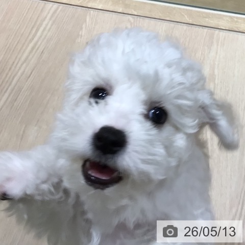 神奈川県のビションフリーゼ (ペットプラス 川崎ルフロン店/2026年2月16日生まれ/女の子/ホワイト)の子犬の4枚目の画像