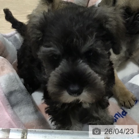 ミニチュア・シュナウザーの写真