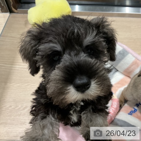 ミニチュア・シュナウザーの写真