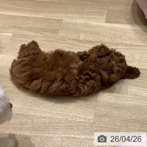 宮城県のトイプードル(トイ) (ペットプラス 名取店/2026年2月17日生まれ/女の子/レッド)の子犬の4枚目の画像