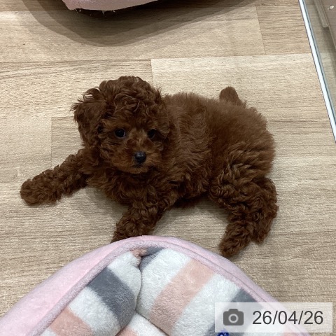 宮城県のトイプードル(トイ) (ペットプラス 名取店/2026年2月17日生まれ/女の子/レッド)の子犬の3枚目の画像