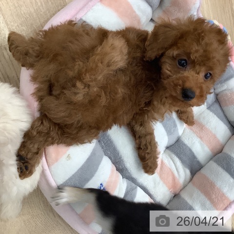 トイ・プードルの写真