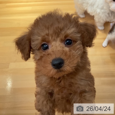 山形県のトイプードル(トイ) (ペットプラス 天童店/2026年2月19日生まれ/男の子/レッド)の子犬の3枚目の画像