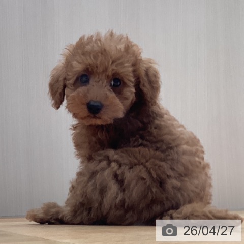 山形県のトイプードル(トイ) (ペットプラス 天童店/2026年2月19日生まれ/男の子/レッド)の子犬の3枚目の画像