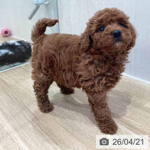 トイ・プードルの写真