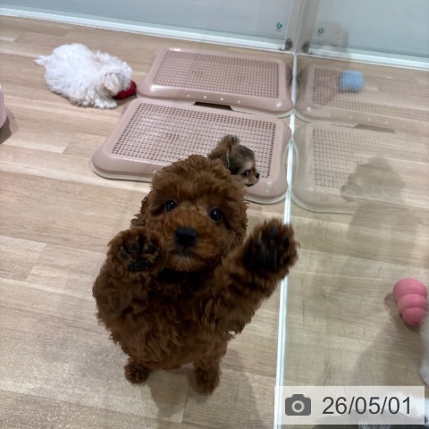 神奈川県のトイプードル(トイ) (ペットプラス ゆめが丘ソラトス店/2026年2月19日生まれ/女の子/レッド)の子犬の4枚目の画像