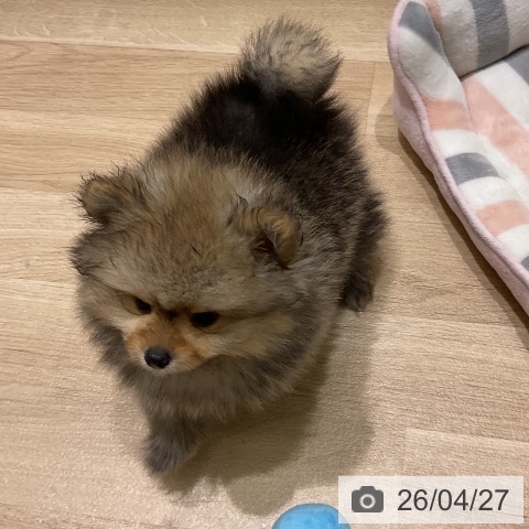 岩手県のポメラニアン (ペットプラス 盛岡南店/2026年2月18日生まれ/男の子/オレンジ)の子犬の4枚目の画像