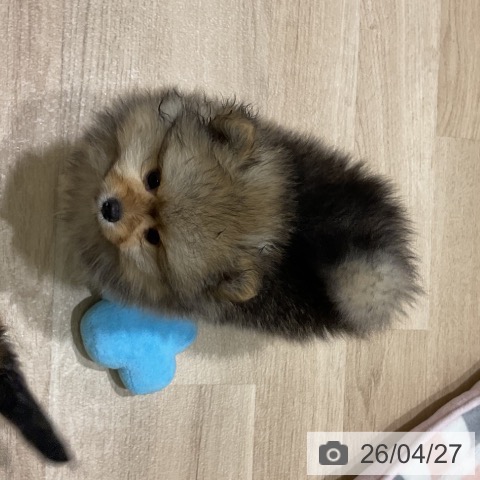岩手県のポメラニアン (ペットプラス 盛岡南店/2026年2月18日生まれ/男の子/オレンジ)の子犬の3枚目の画像