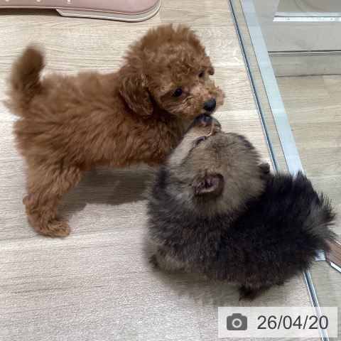 ポメラニアンの写真