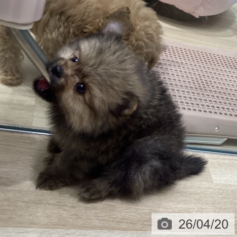 ポメラニアンの写真