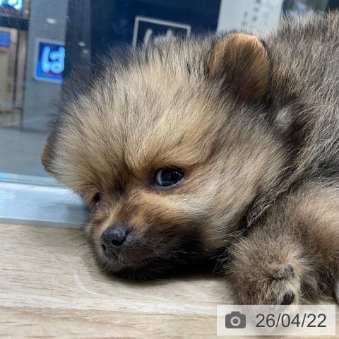 東京都のポメラニアン (ペットプラス 立川高島屋S.C.店/2026年2月18日生まれ/男の子/オレンジ)の子犬の4枚目の画像
