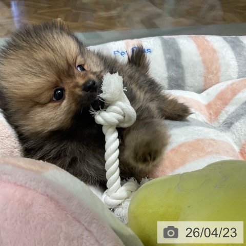 東京都のポメラニアン (ペットプラス 立川高島屋S.C.店/2026年2月18日生まれ/男の子/オレンジ)の子犬の3枚目の画像