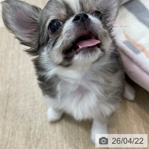 神奈川県のチワワ(ロング) (ペットプラス テラスモール湘南店/2026年2月4日生まれ/女の子/フォーンホワイト)の子犬の4枚目の画像