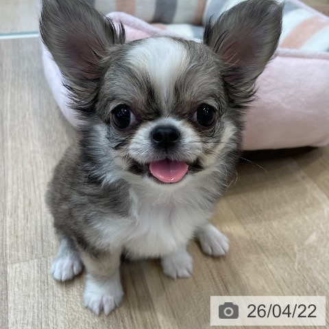 神奈川県のチワワ(ロング) (ペットプラス テラスモール湘南店/2026年2月4日生まれ/女の子/フォーンホワイト)の子犬の3枚目の画像