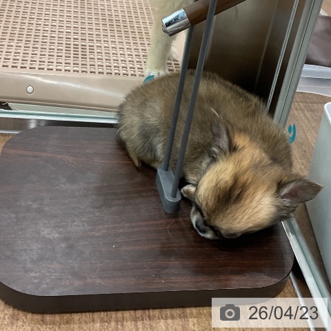 埼玉県のチワワ(ロング) (ペッツワン 吉川美南店/2026年2月7日生まれ/男の子/フォーンセーブル)の子犬の3枚目の画像