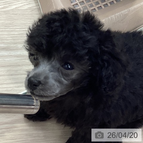 トイ・プードルの写真