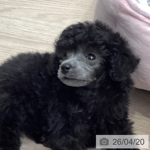 トイ・プードルの写真