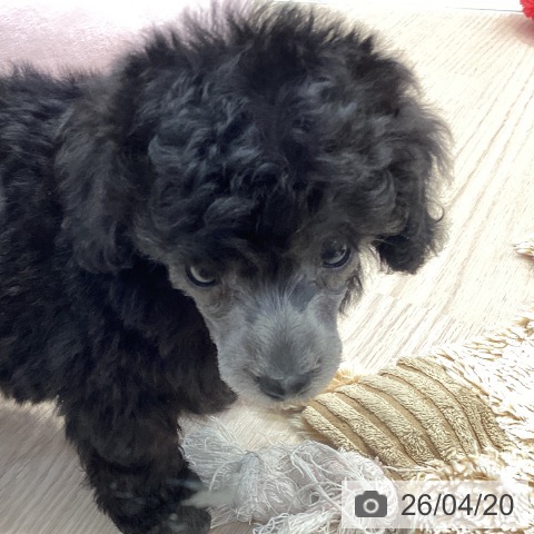 トイ・プードルの写真