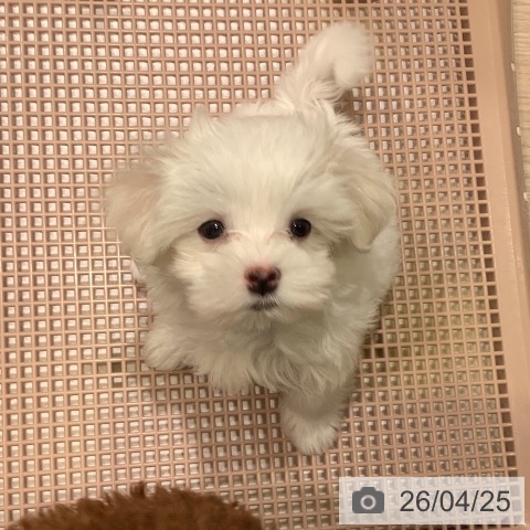 神奈川県のマルチーズ (ペットプラス 新百合丘店/2026年2月18日生まれ/男の子/ホワイト)の子犬の4枚目の画像
