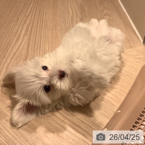 神奈川県のマルチーズ (ペットプラス 新百合丘店/2026年2月18日生まれ/男の子/ホワイト)の子犬の3枚目の画像