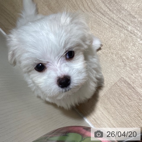 マルチーズの写真