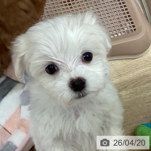 マルチーズの写真