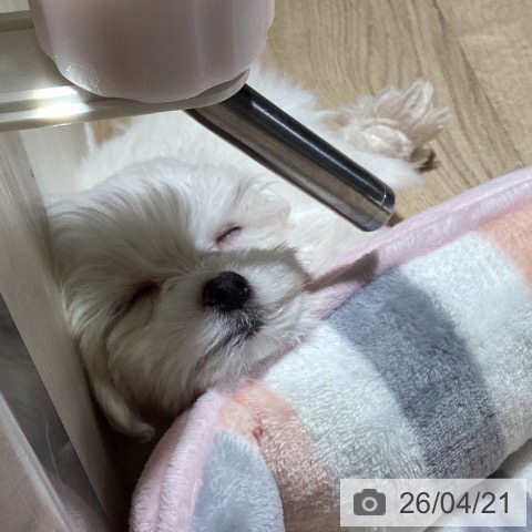 マルチーズの写真