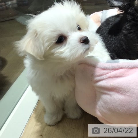 埼玉県のマルチーズ (ペットプラス イオンモール春日部店/2026年2月18日生まれ/男の子/ホワイト)の子犬の4枚目の画像