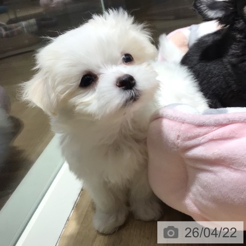 埼玉県のマルチーズ (ペットプラス イオンモール春日部店/2026年2月18日生まれ/男の子/ホワイト)の子犬の3枚目の画像