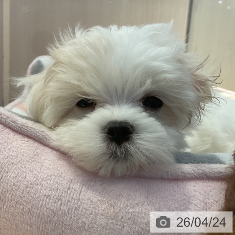 山形県のマルチーズ (ペットプラス 天童店/2026年2月18日生まれ/男の子/ホワイト)の子犬の3枚目の画像