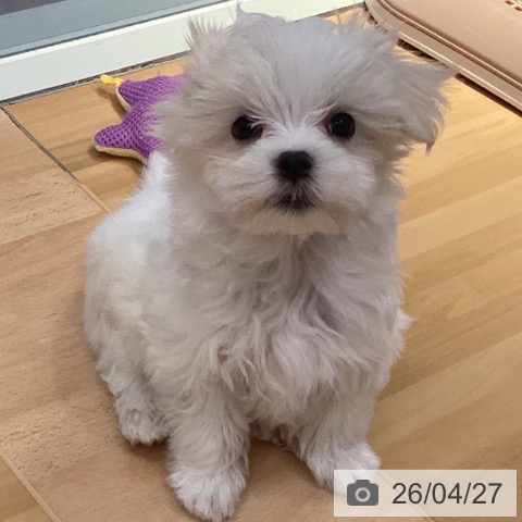 山形県のマルチーズ (ペットプラス 天童店/2026年2月18日生まれ/男の子/ホワイト)の子犬の3枚目の画像