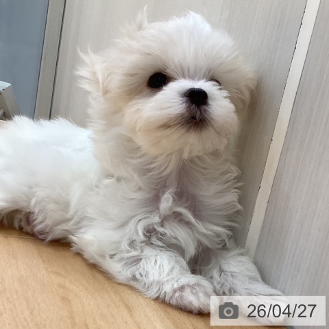 山形県のマルチーズ (ペットプラス 天童店/2026年2月18日生まれ/男の子/ホワイト)の子犬の3枚目の画像