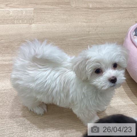 宮城県のマルチーズ (ペットプラス 名取店/2026年2月18日生まれ/男の子/ホワイト)の子犬の4枚目の画像