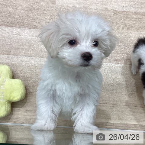 宮城県のマルチーズ (ペットプラス 名取店/2026年2月18日生まれ/男の子/ホワイト)の子犬の3枚目の画像