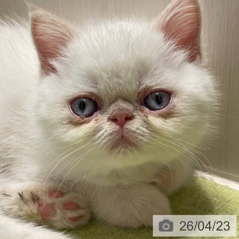 千葉県のエキゾチック (ペットプラス 幕張新都心店/2026年2月19日生まれ/男の子/クリームホワイトバン)の子猫の3枚目の画像