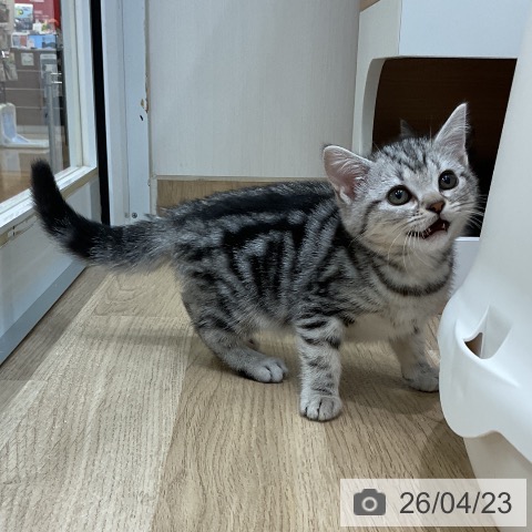 埼玉県のアメリカンショートヘアー (ペットプラス ららぽーと新三郷店/2026年2月18日生まれ/女の子/シルバータビー)の子猫の4枚目の画像