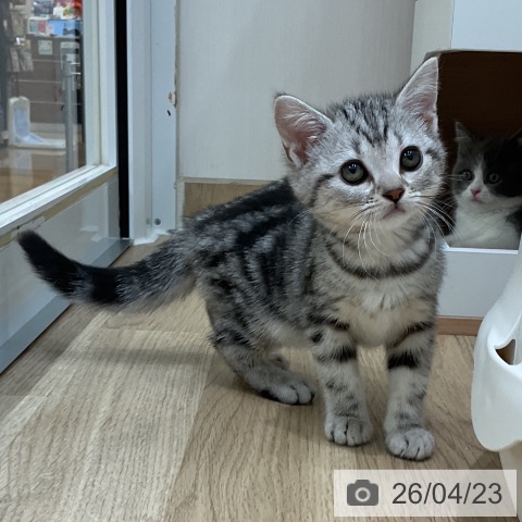 埼玉県のアメリカンショートヘアー (ペットプラス ららぽーと新三郷店/2026年2月18日生まれ/女の子/シルバータビー)の子猫の3枚目の画像