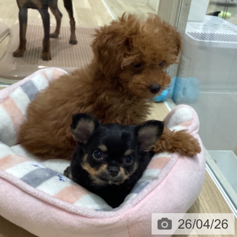 宮城県のチワワ(ロング) (ペットプラス 仙台泉大沢店/2026年2月19日生まれ/男の子/ブラックタン)の子犬の4枚目の画像