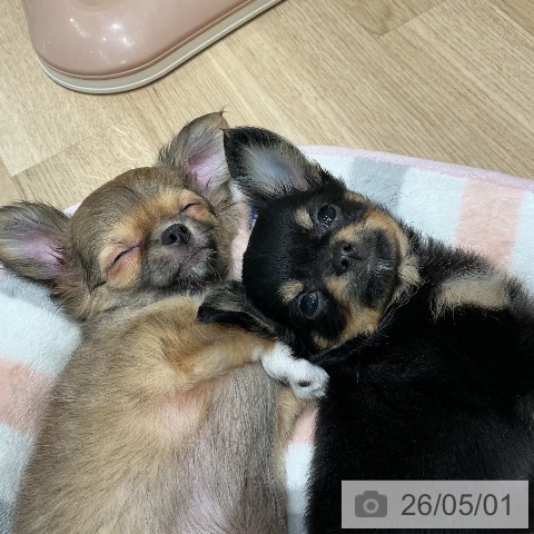 宮城県のチワワ(ロング) (ペットプラス 仙台泉大沢店/2026年2月19日生まれ/男の子/ブラックタン)の子犬の4枚目の画像