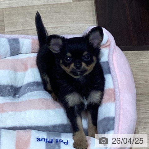 宮城県のチワワ(ロング) (ペットプラス 仙台泉大沢店/2026年2月19日生まれ/男の子/ブラックタン)の子犬の3枚目の画像