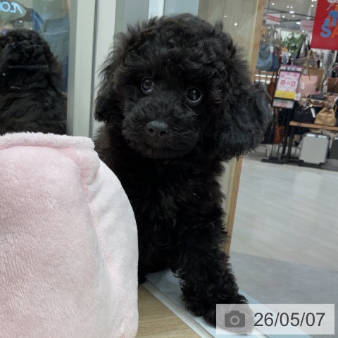 神奈川県のトイプードル(トイ) (ペットプラス 天王町店/2026年2月14日生まれ/女の子/ブラック)の子犬の3枚目の画像