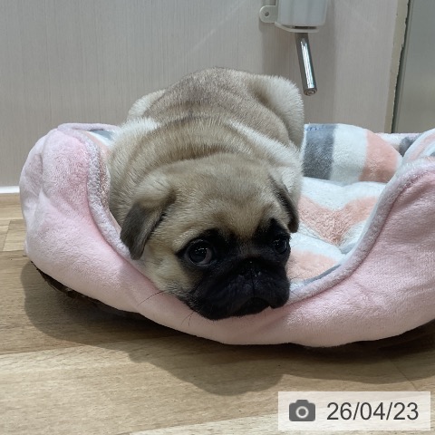 パグの写真
