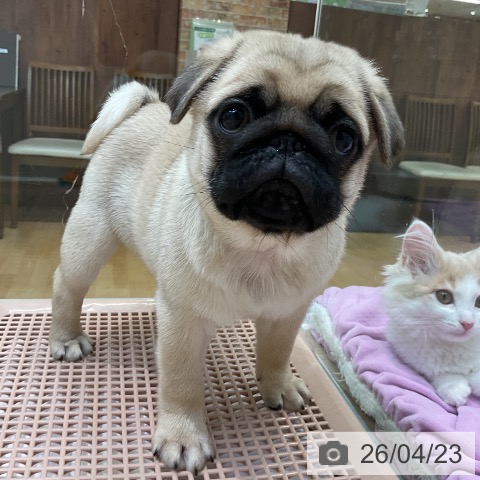 パグの写真