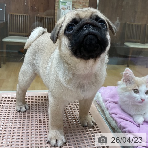 パグの写真