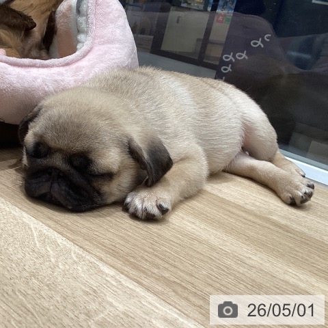 東京都のパグ (ペットプラス 立川高島屋S.C.店/2026年2月18日生まれ/男の子/フォーン)の子犬の3枚目の画像