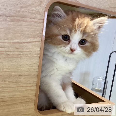 千葉県のスコティッシュフォールド (ペットプラス 幕張新都心店/2026年2月19日生まれ/男の子/レッドタビーホワイト)の子猫の3枚目の画像