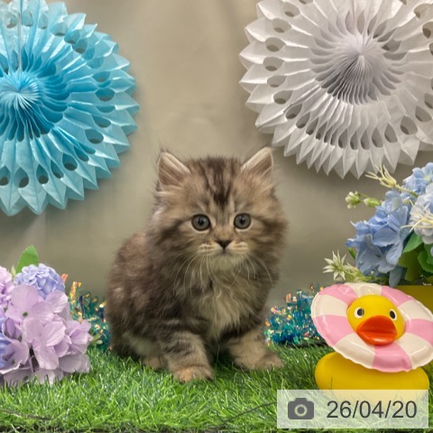 スコティッシュフォールドの写真