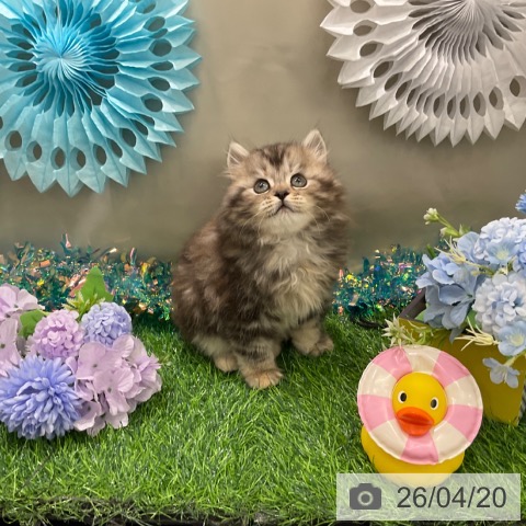 スコティッシュフォールドの写真