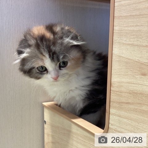 千葉県のスコティッシュフォールド (ペットプラス 幕張新都心店/2026年2月19日生まれ/女の子/キャリコ)の子猫の3枚目の画像