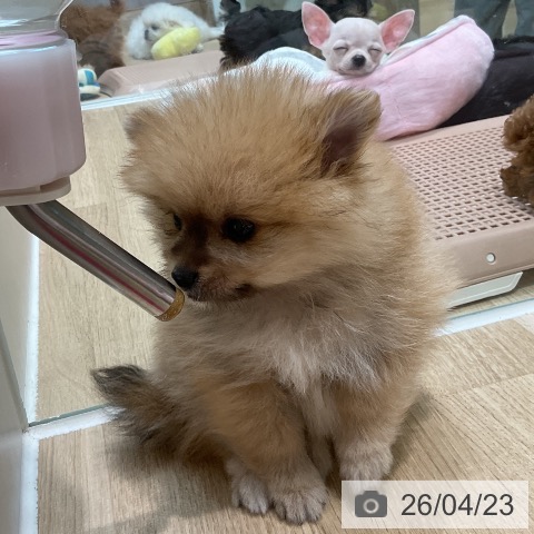 埼玉県のポメラニアン (ペットプラス ららぽーと新三郷店/2026年2月18日生まれ/男の子/オレンジ)の子犬の4枚目の画像